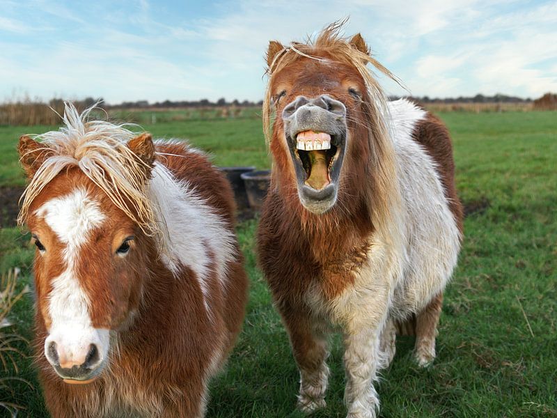 lachender pony von Ton Valk