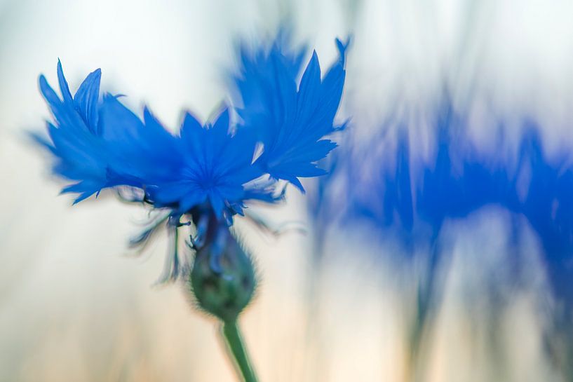 into the blue van jowan iven