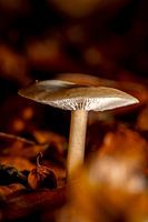 Ruhige Herbststimmung mit Pilz
