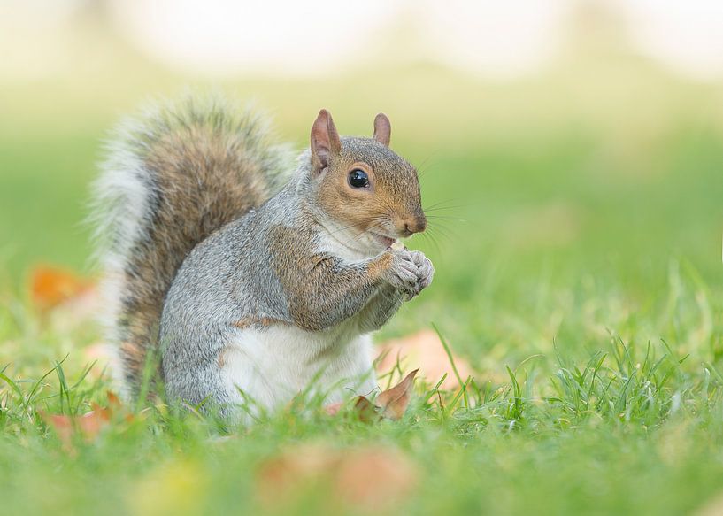 Grey squirrel by Elles Rijsdijk