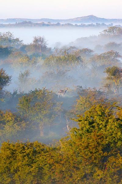 Paysage atmosphérique dans les dunes d'approvisionnement en eau d'Amsterdam par Remco Van Daalen