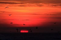 Sonnenaufgang, Boschplaat Terschelling