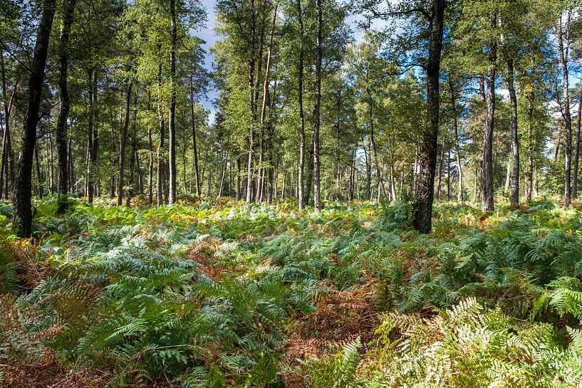 Bouleaux d'argent et fougères dans le Smitsbos près de la Posbank près de Rheden par Evert Jan Luchies