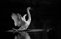 Cygne