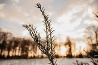 aufgehende sonne in den niederlanden