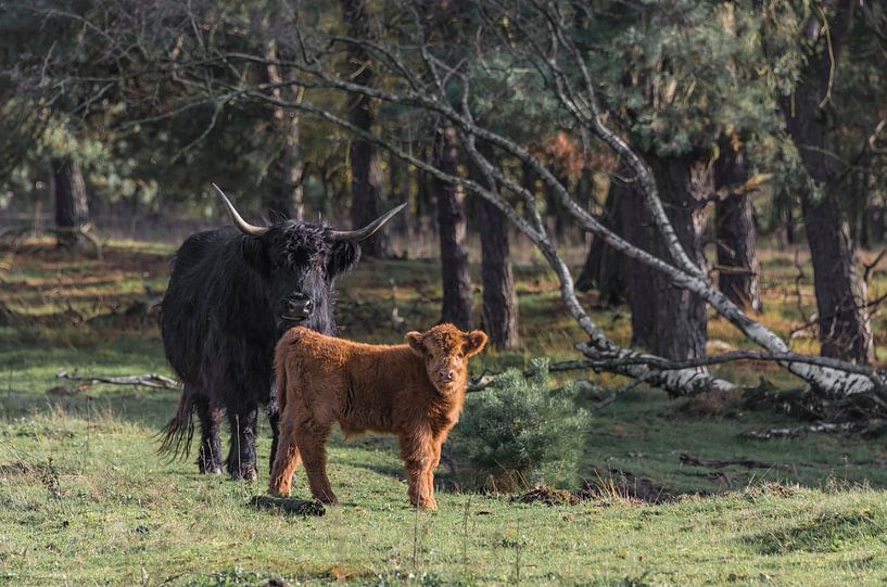 Schottische Highlander schwarz und braun von Ans Bastiaanssen