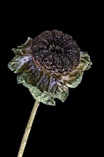 Beauté recyclée - Cheesewort - Malva - par Christophe Fruyt