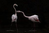 Nicht alles ist rosig