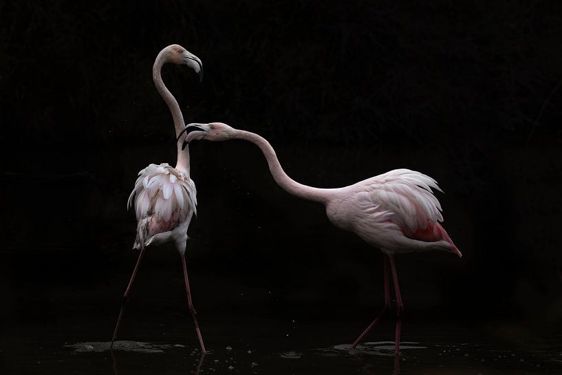 Nicht alles ist rosig von Martine Benezech