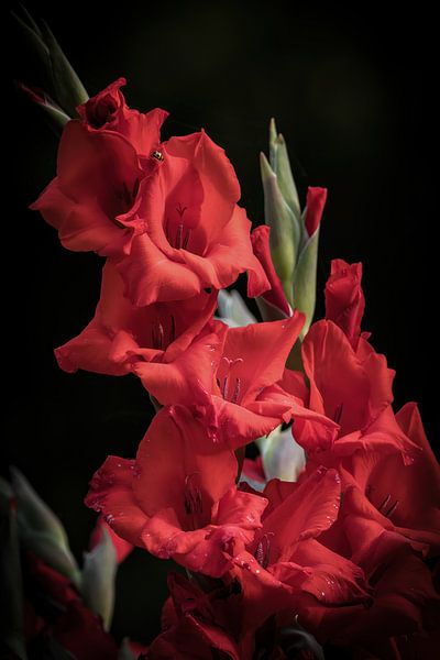 A gladiolus hortulanus / garden gladiolus creatively edited by Wolfgang Unger