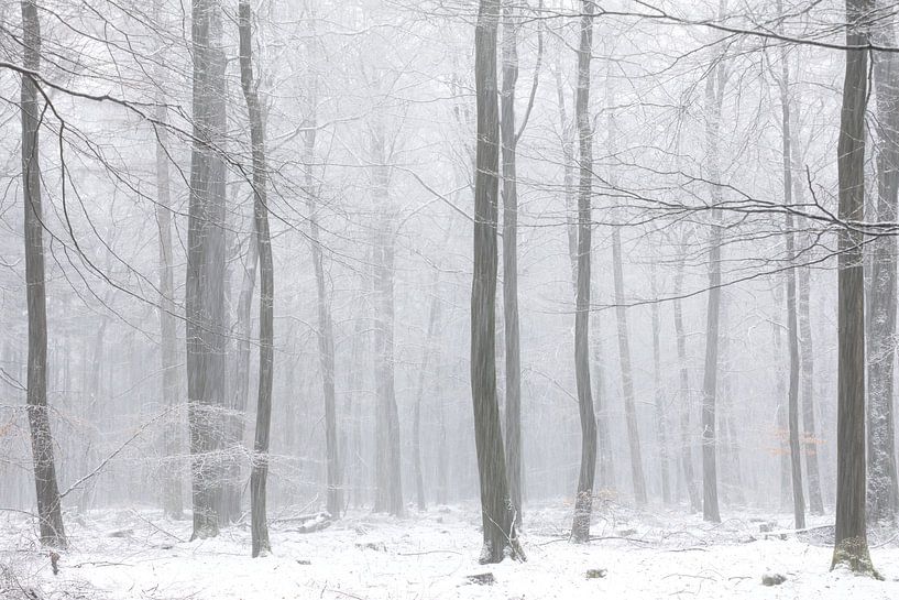 Schnee im Wald abstrakt von KB Design & Photography (Karen Brouwer)