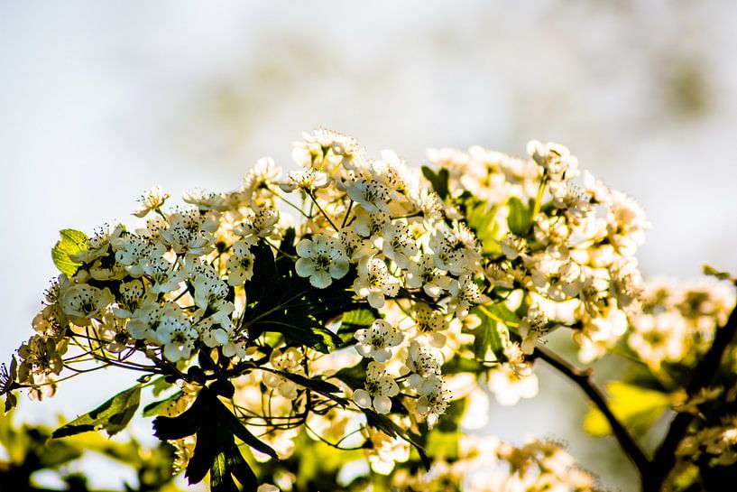 aubépine en fleur par Frank Ketelaar
