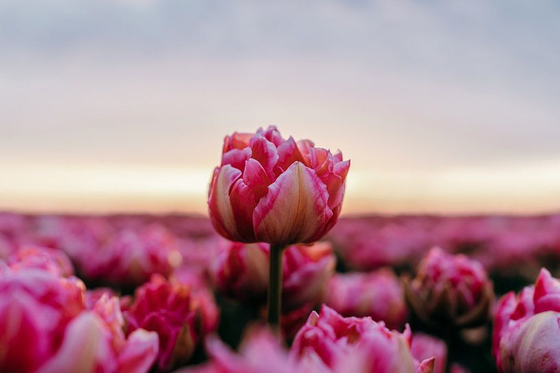 Tulipe Radieuse au Lever du Soleil – Champ de Fleurs Serein par Dave Adriaanse - Photography