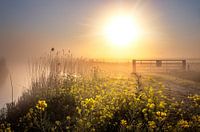 Sonnenaufgang auf den Poldern von Dreumel