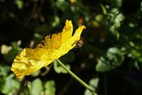 Gele bloem Christchurch Nieuw Zeeland