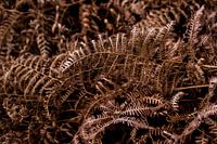 Orange ferns - bohemian and botanical interior