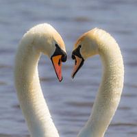 cygnes d'amour