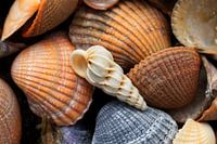 Wit slakkenhuisje tussen bruine en blauwe schelpen