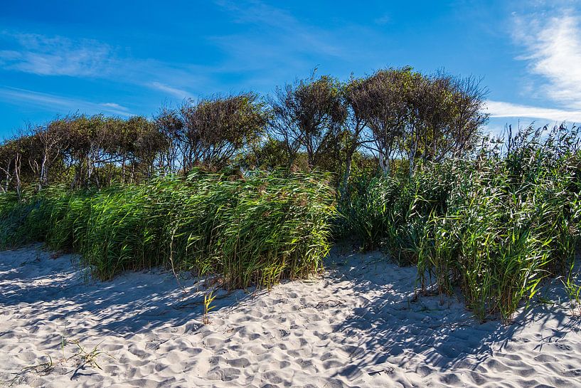 La plage ouest du Fischland-Darß par Rico Ködder
