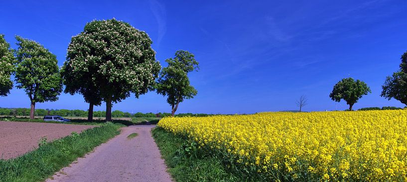 Période de floraison du colza par Edgar Schermaul