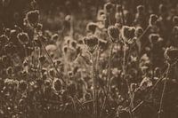 uitgebloeid in sepia