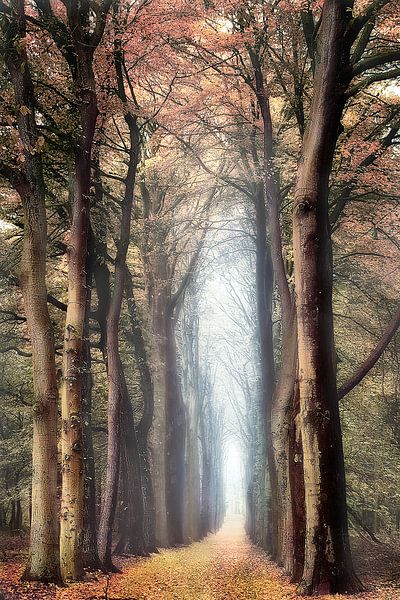 Alley of Tales par Elly Besselink