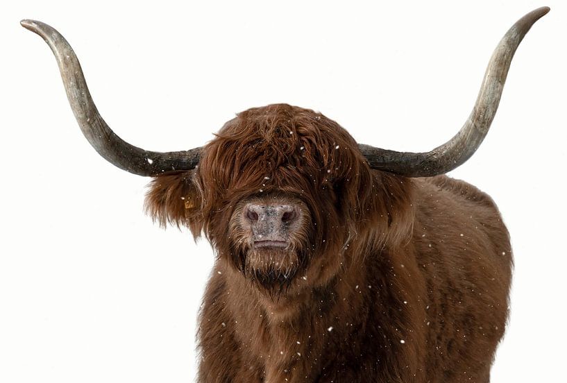 Le Highlander écossais dans la neige par By Marjolein Design