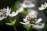 Astrantia