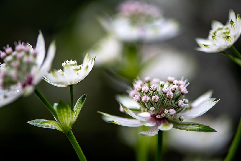 Astrantia von Ingrid Aanen