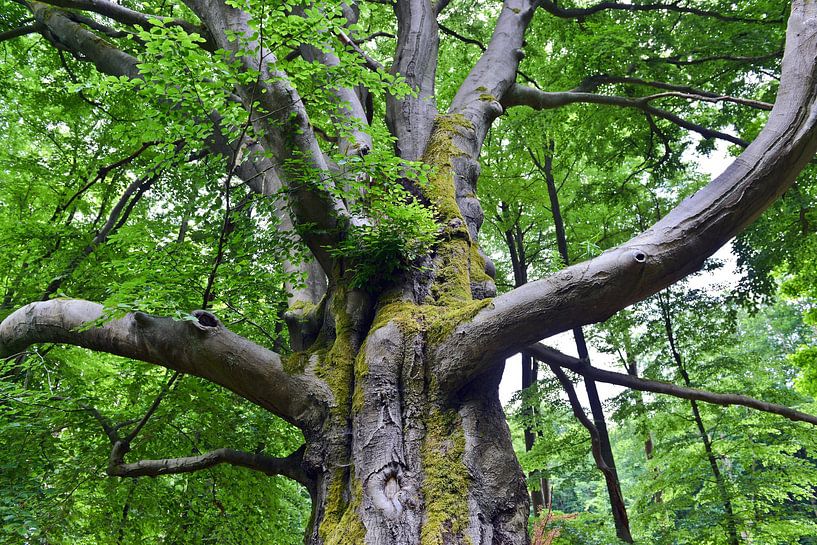 Fairytale magic tree in Joachimsthal on Lake Werbellin by Silva Wischeropp