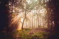 Kaapse Bossen - Doorn (Niederlande)