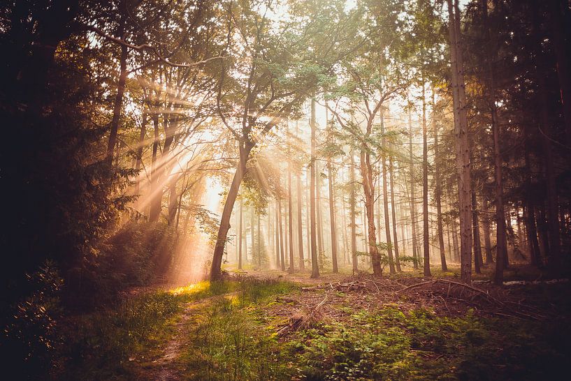 Kaapse Bossen - Doorn (Niederlande) von Dirk-Jan Kraan