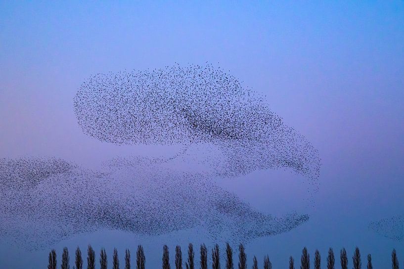 Murmure d'étourneaux au coucher du soleil en fin de journée par Sjoerd van der Wal Photographie