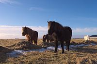 Icelandic horses