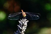 Dragonfly on lavender blossom