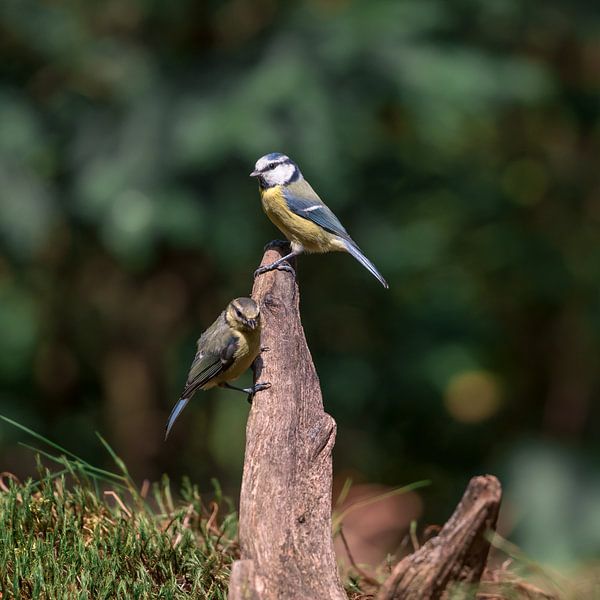 Young and an adult blue tit on a stump by Jolanda Aalbers