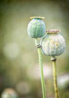 Duo papaverbollen in groentinten