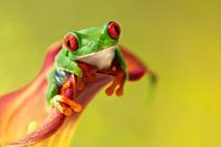 Rotaugen-Lemurenfrosch