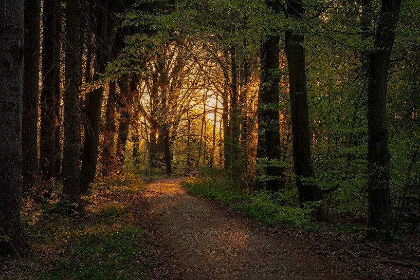 Goldenes Licht im Bergherbos. von René Jonkhout