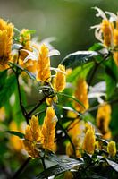 Gros plan sur des fleurs jaunes vibrantes avec des feuilles vertes par une journée ensoleillée.