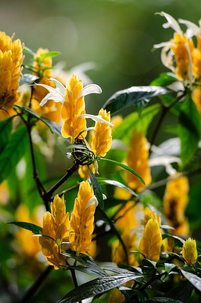 Close-up of vibrant yellow flowers with green leaves on a sunny day. by Evelien Captein