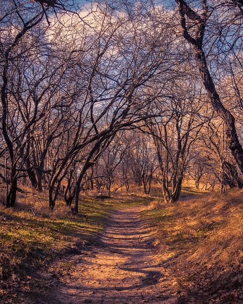 Le sentier sous les arbres par Pensierino by Barbara