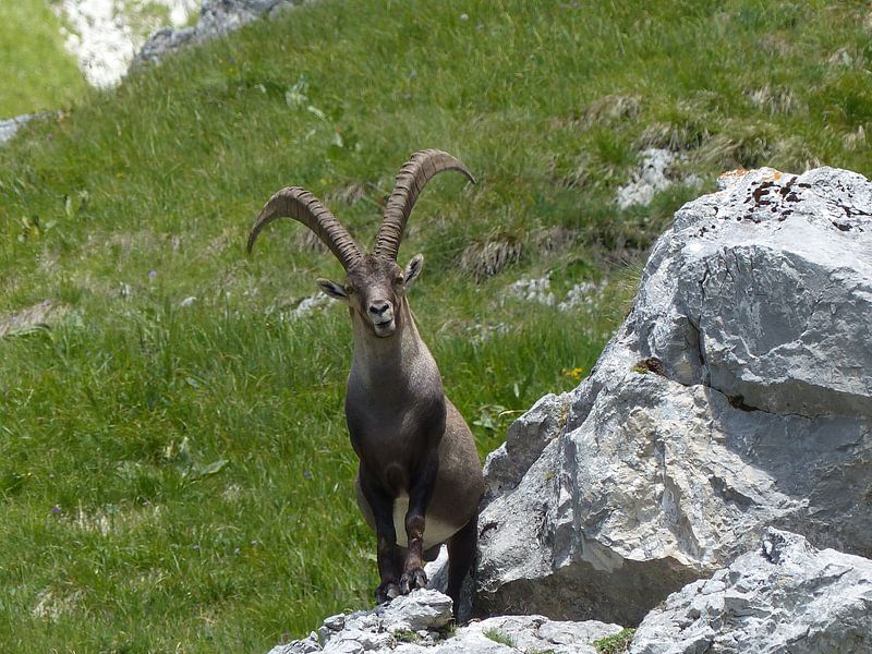steenbok by Huub van Doorn