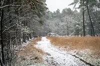 Schnee im Wald auf dem Veluwezoom