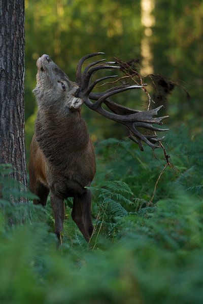 Cerf rouge en bronze dans un paysage forestier avec fougères par Jeroen Stel