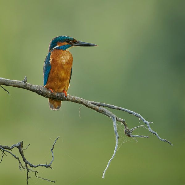Eisvogel - Frieden auf einem Platz von Eisvogel.land - Corné van Oosterhout
