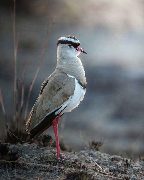 Lapwing in South Africa by Tom Zwerver