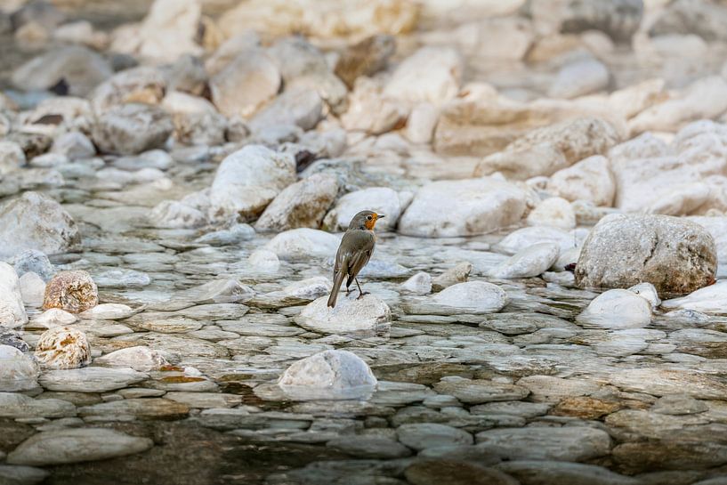 Robin sur des rochers blancs dans une eau de montagne cristalline par Femke Ketelaar