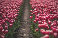 Rosa Tulpen im Flevopolder