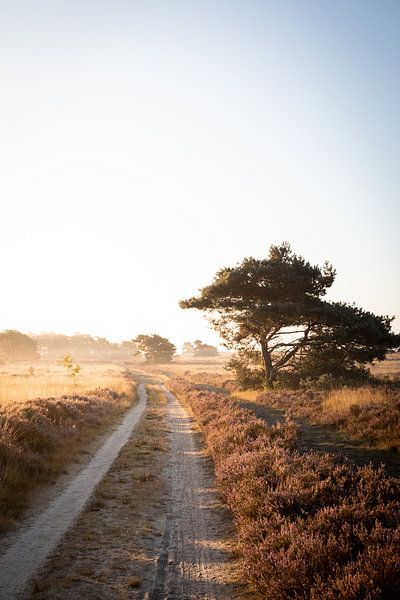 A sunny morning by Thijs Pausma